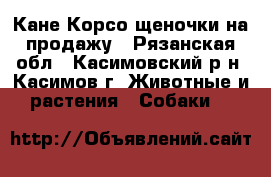 Кане Корсо щеночки на продажу - Рязанская обл., Касимовский р-н, Касимов г. Животные и растения » Собаки   